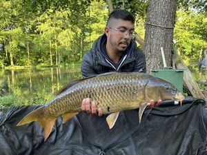Common Carp