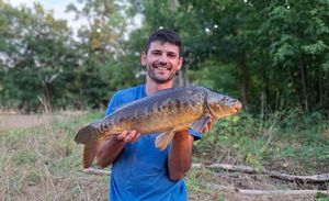Mirror Carp