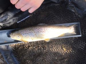 Brown Trout