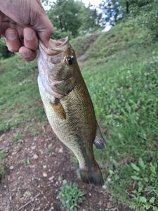 Largemouth Bass
