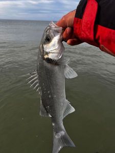 European Bass (Seabass)