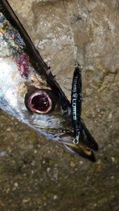 Great Barracuda