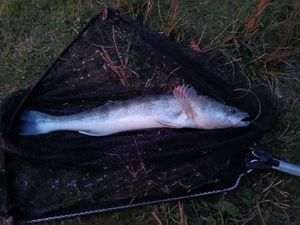 Zander