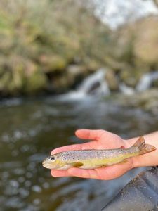 Brown Trout