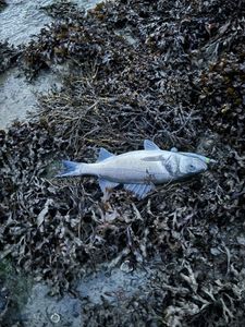 European Bass (Seabass)