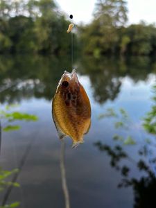 Green Sunfish