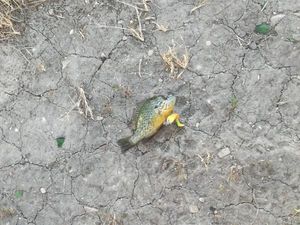 Green Sunfish