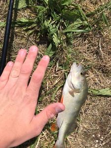 European Perch
