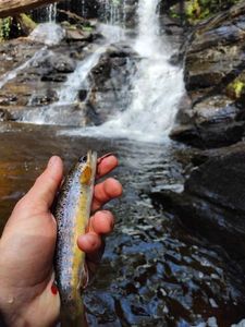 Brown Trout