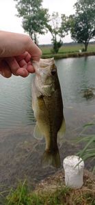 Largemouth Bass