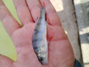 European Perch