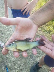 Tench