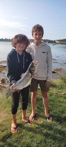 European Bass (Seabass)