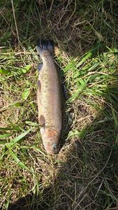 Rainbow Trout