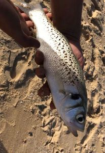 Spotted Seabass