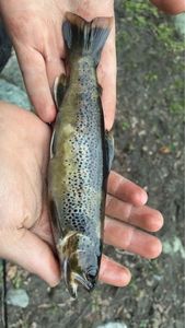 Rainbow Trout