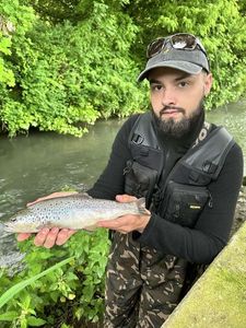 Brown Trout