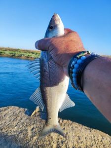 European Bass (Seabass)