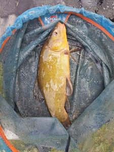 Tench