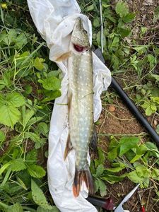 Northern Pike
