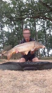 Common Carp