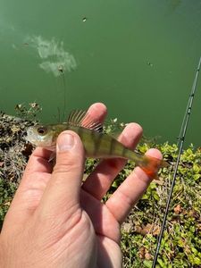 European Perch