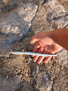 Garfish