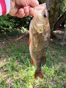 European Perch