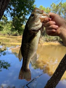 Achigan à Petite Bouche (Black-Bass)