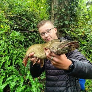 Northern Pike