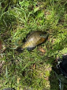 Bluegill