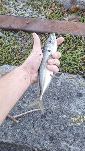 Chinchard