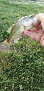 Largemouth Bass