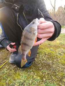 European Perch