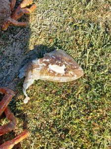 Common Cuttlefish