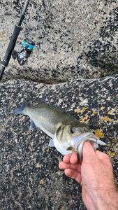 European Bass (Seabass)