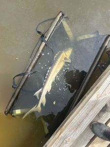 Dabry's Sturgeon