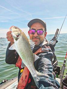 European Bass (Seabass)