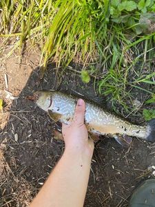 Brook Trout