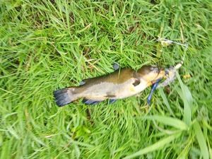 Black Bullhead