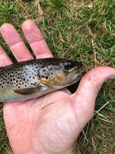 Brown Trout