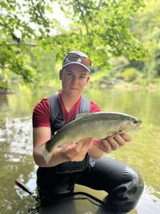 Rainbow Trout