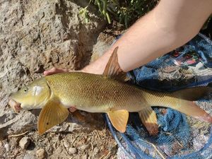 Barbel