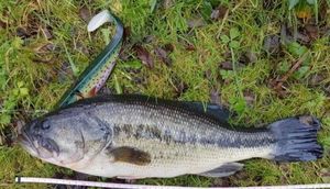 Largemouth Bass