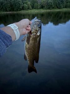 Smallmouth Bass