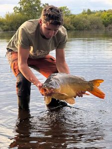 Mirror Carp