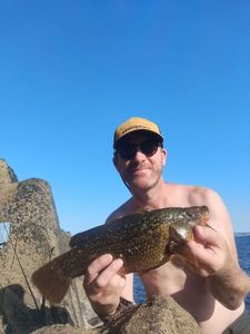 Ballan Wrasse
