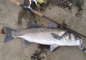 European Bass (Seabass)