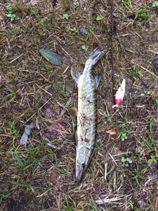 Northern Pike