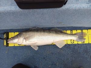 Zander